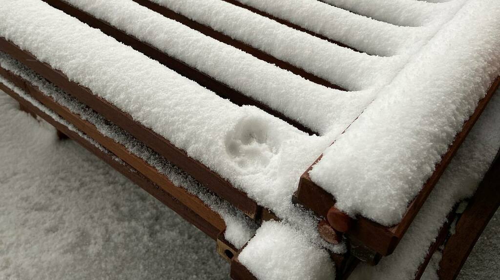 PopokiKitty's tweet photo. “If you walk on snow you cannot hide your foot prints.” But you can take only one step then turn the f#$&amp; around and go back inside! #cutestcatscommunity #kitty #kittykitty #catlife #siamese #cuteanimals #animallovers #catsofinsta #ilovecats #kittylovers… https://t.co/QDzIgnf3ew https://t.co/JYAGPgXzAR