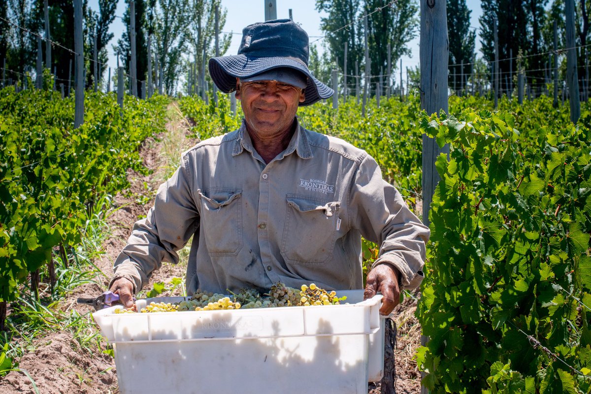 WinesKrontiras's tweet photo. Cuando el equipo de @WinesKrontiras cosecha con una sonrisa, eso anuncia grandes vinos. Hoy seleccionamos racimos para la nueva añada del #Krontiras Cosmic Amber #Chardonnay.
Sumate a la #SensaciónOrgánica disfrutando de nuestros vinos orgánicos, biodinámicos y naturales. https://t.co/j8dslLMXL4