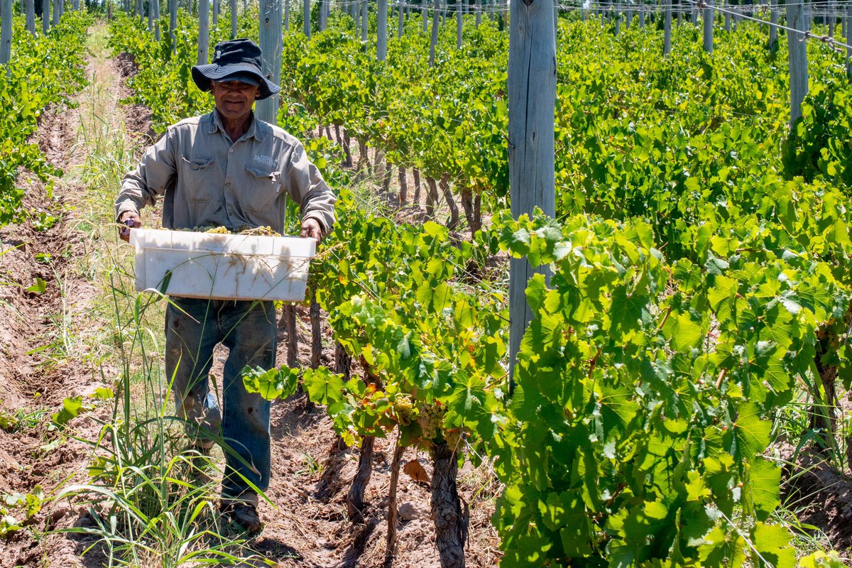 WinesKrontiras's tweet photo. Cuando el equipo de @WinesKrontiras cosecha con una sonrisa, eso anuncia grandes vinos. Hoy seleccionamos racimos para la nueva añada del #Krontiras Cosmic Amber #Chardonnay.
Sumate a la #SensaciónOrgánica disfrutando de nuestros vinos orgánicos, biodinámicos y naturales. https://t.co/j8dslLMXL4