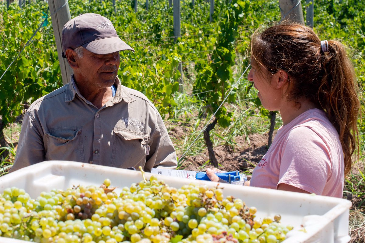 WinesKrontiras's tweet photo. Cuando el equipo de @WinesKrontiras cosecha con una sonrisa, eso anuncia grandes vinos. Hoy seleccionamos racimos para la nueva añada del #Krontiras Cosmic Amber #Chardonnay.
Sumate a la #SensaciónOrgánica disfrutando de nuestros vinos orgánicos, biodinámicos y naturales. https://t.co/j8dslLMXL4