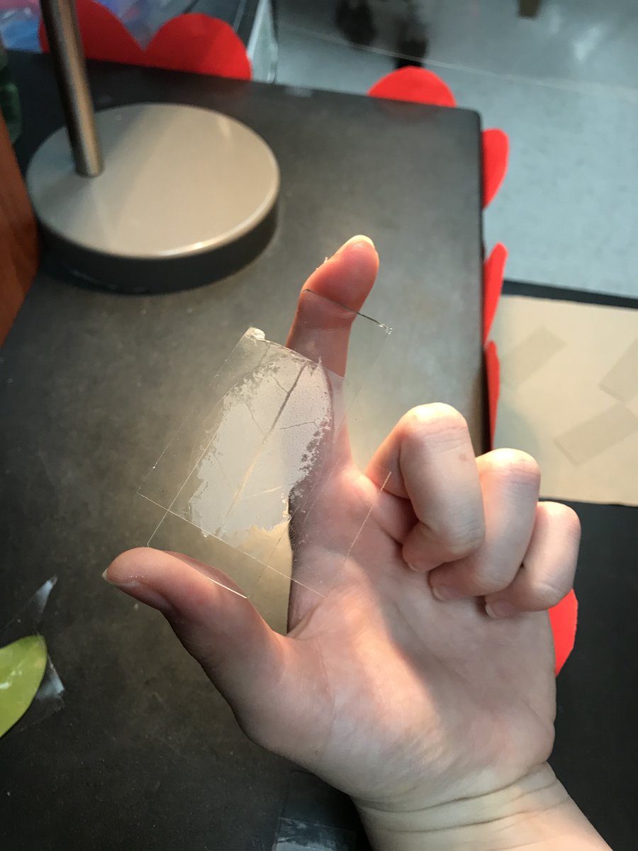 7th grade science made leaf prints of stomata to observe how gas is exchanged during photosynthesis <a href="/whatsnewatrjh/">Robinson Jr. High</a> #robinsonisd