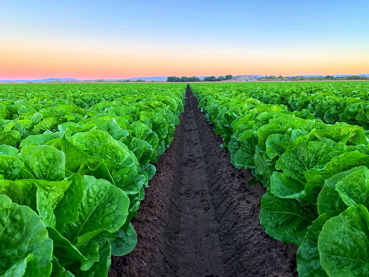 If nature agrees with our plans & efforts, we will be able to harvest the field on time, as scheduled. We are able to accomplish this about 98% of the time, week after week, year after year. So if you have a salad today, I thank you. Just remember  #TheresNoSuchThingAsFastFood