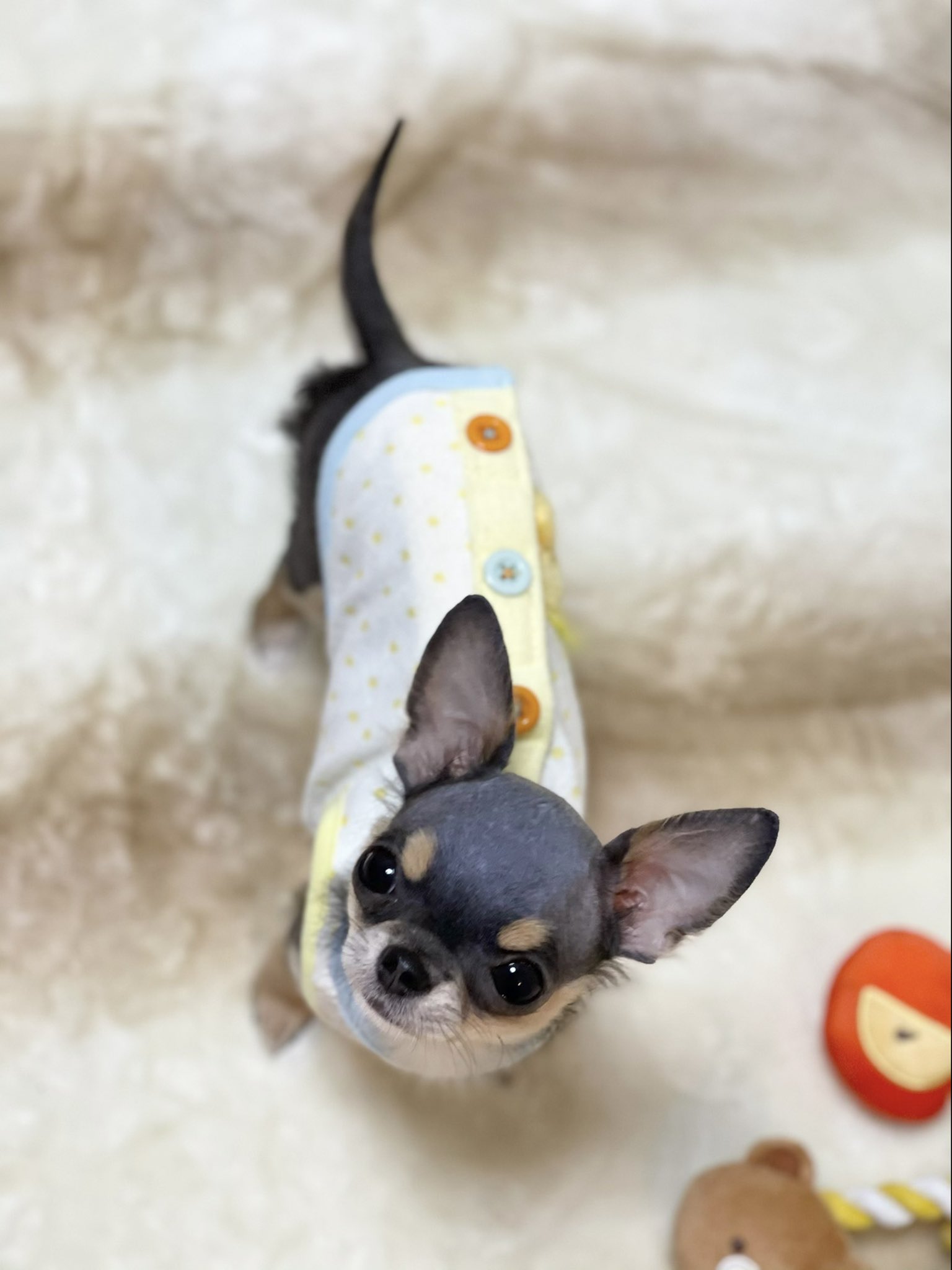 ちびちびチワワ わんことお出かけ情報を配信 Movie Kyoto Twitter