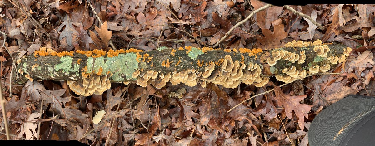 juliacrabtree17's tweet photo. One of my favorite parts about the rain is how the fungi, moss and lichen respond. How they seem to illuminate to neon colors and grow vivaciously. https://t.co/4r06GobpQx