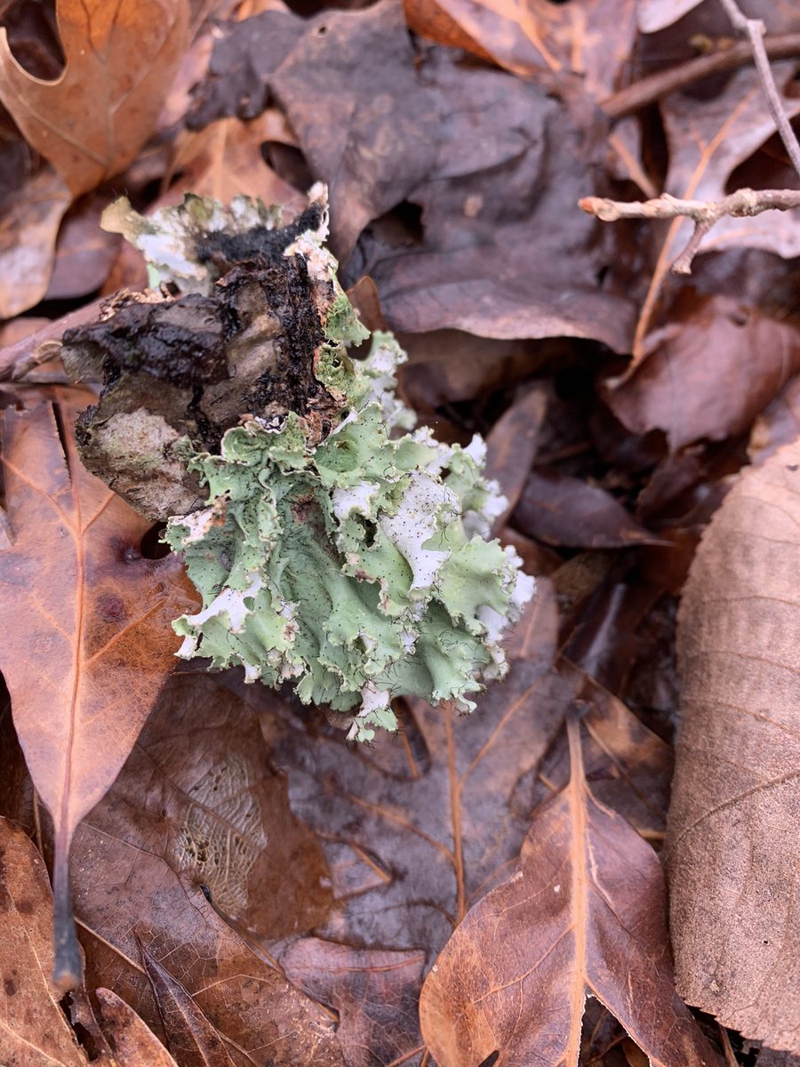 juliacrabtree17's tweet photo. One of my favorite parts about the rain is how the fungi, moss and lichen respond. How they seem to illuminate to neon colors and grow vivaciously. https://t.co/4r06GobpQx