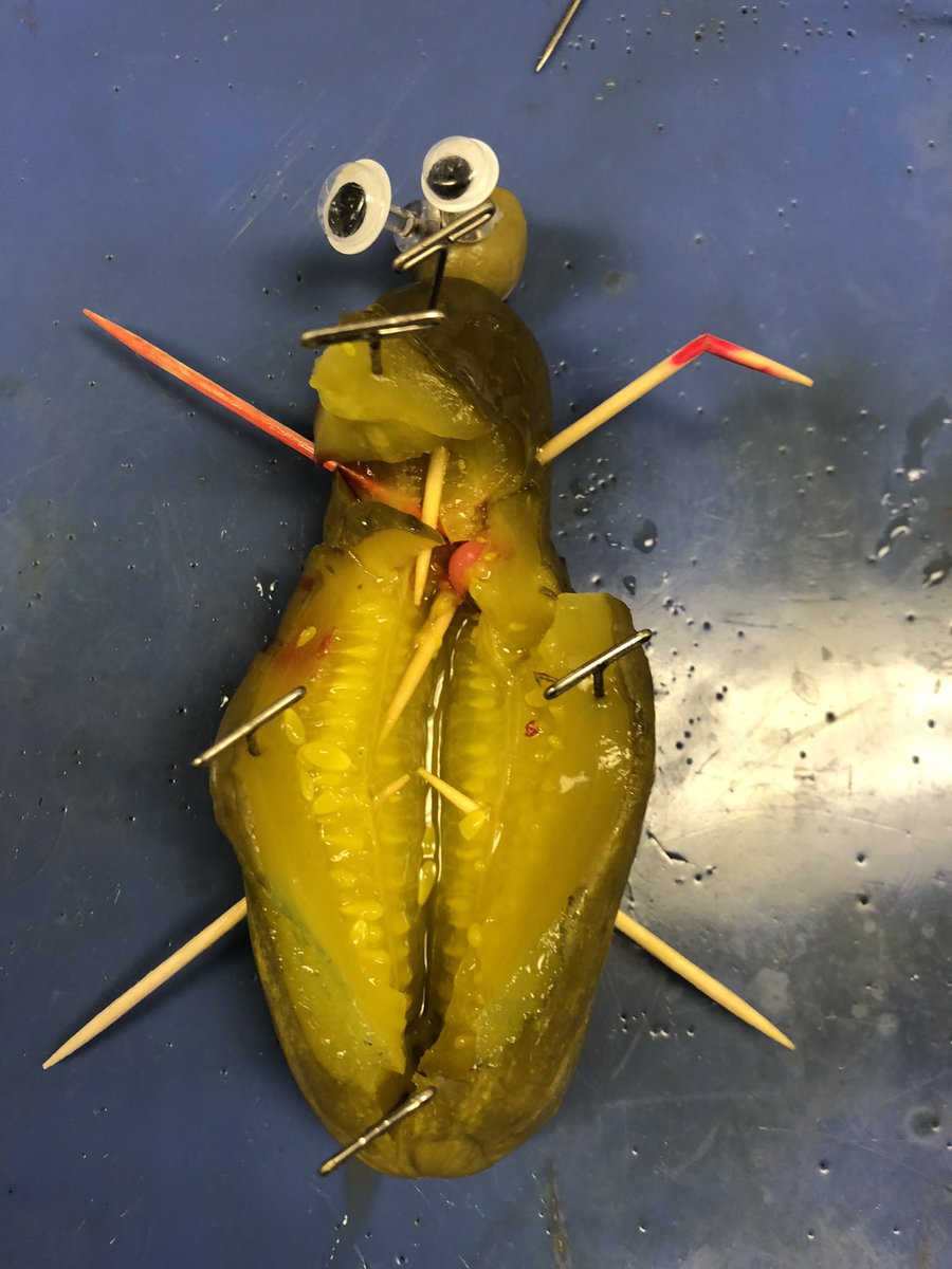 MccallaCarly's tweet photo. Hate I didn’t get any action shots of my Anatomy and Physiology students playing “coroner,” but here are some of the victims! #pickledissection #learninganatomy #scienceisfun #onesaluda https://t.co/n2zP7vNhwJ