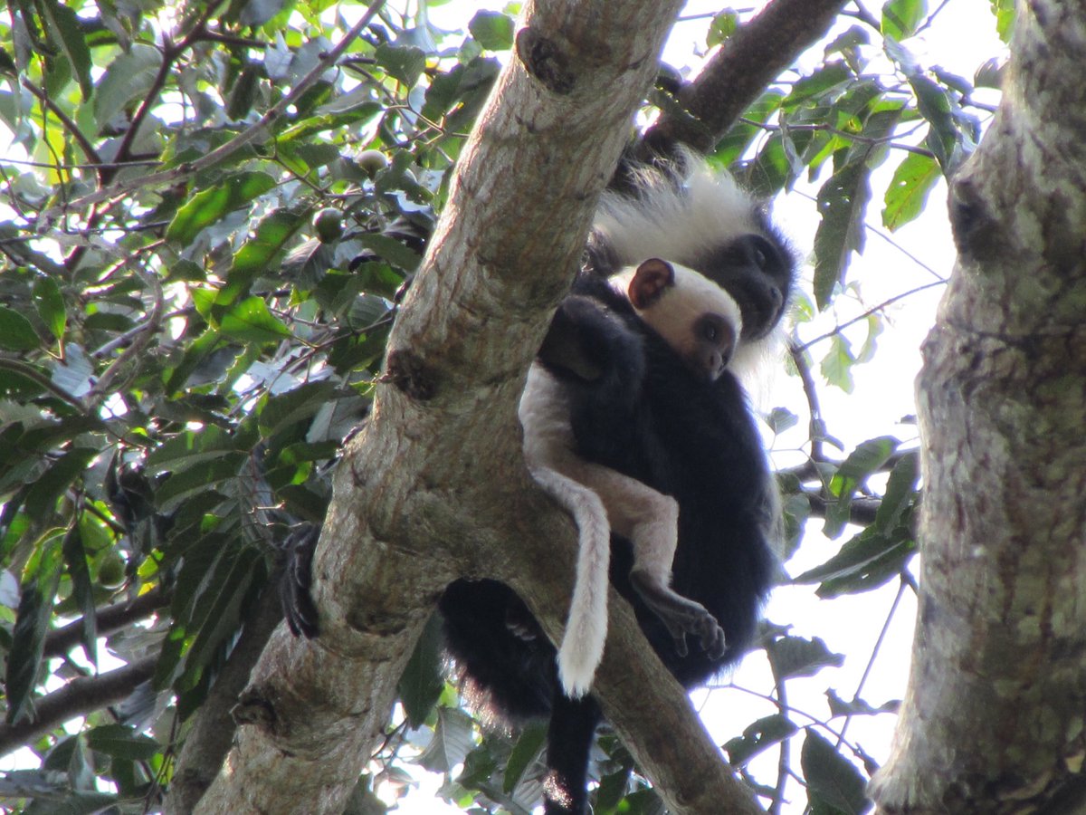 Hello  #AnimBehav2021! I will be sharing some results from my masters research on infant care by adult males in the Rwenzori Angolan colobus. While infant care by individuals other than the mother is common in mammals, infant care by adult males is relatively rare. (1/6)