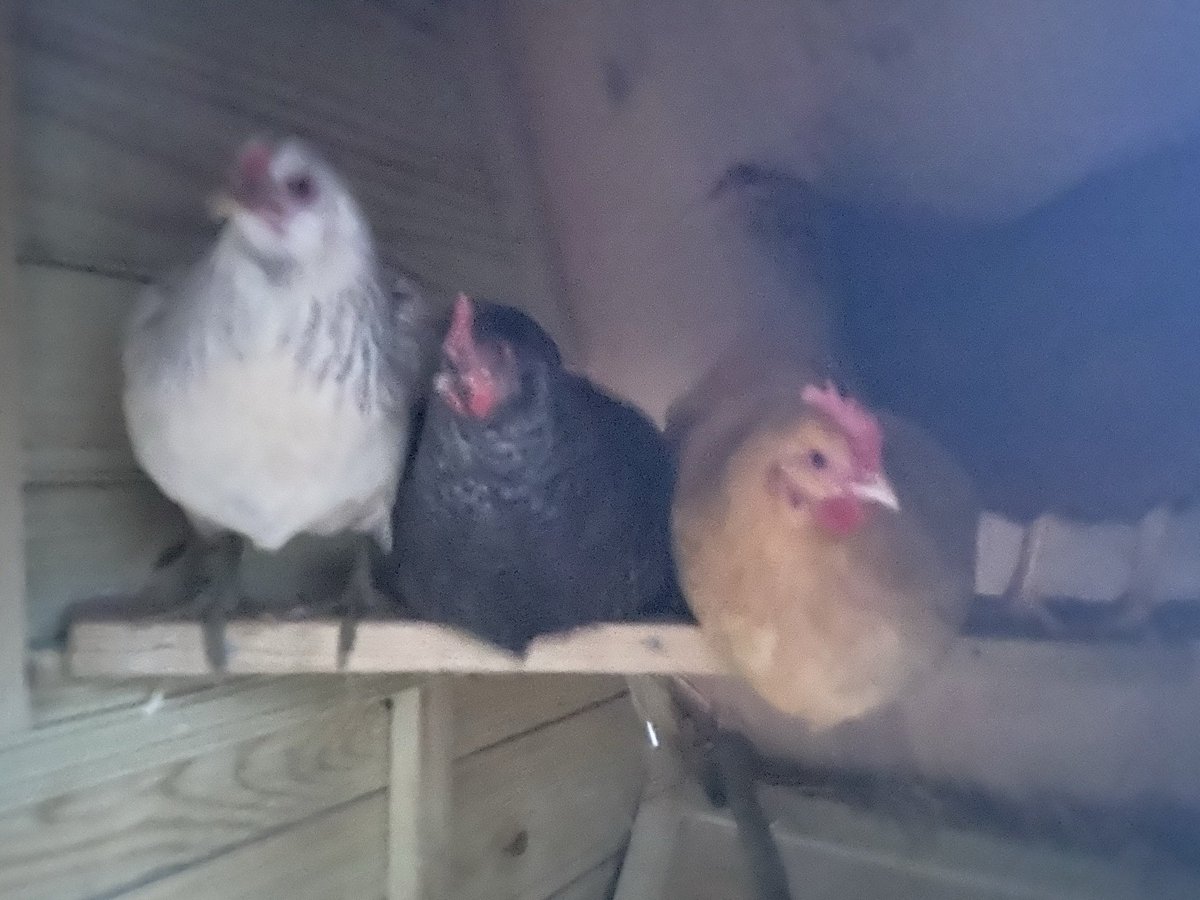BrgProducer's tweet photo. @VeganDad4 @tiktok_us Or just adopt your own! #suburbanfarming #chickens #homestead https://t.co/AdHU2lOUD9