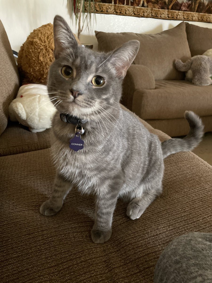 GlitterKity's tweet photo. My cute little Conner https://t.co/nmk2Ml0uTr
