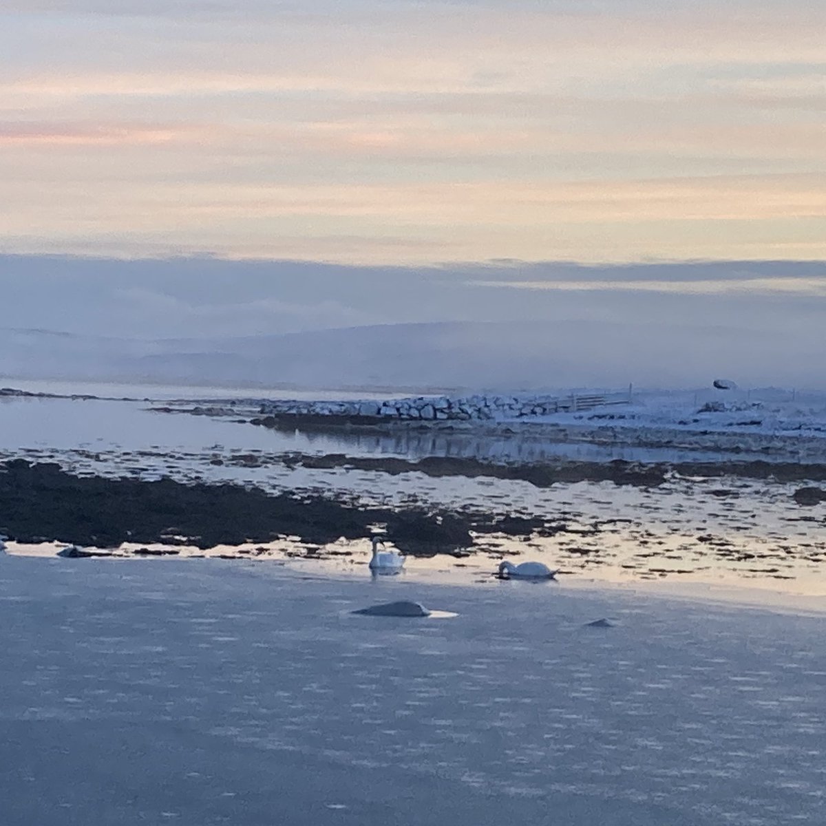 Spoke to some unruffled swans and found Henry Weston embedded in the ice
