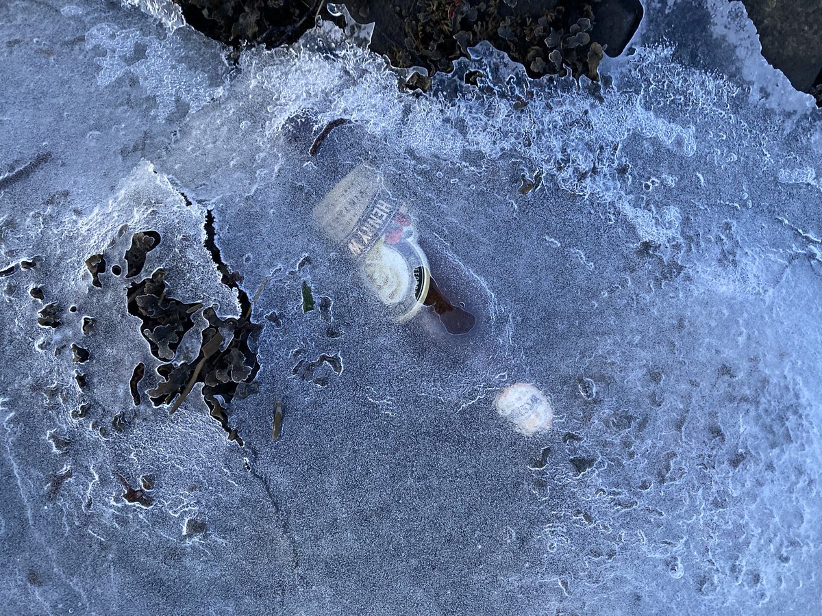 Spoke to some unruffled swans and found Henry Weston embedded in the ice