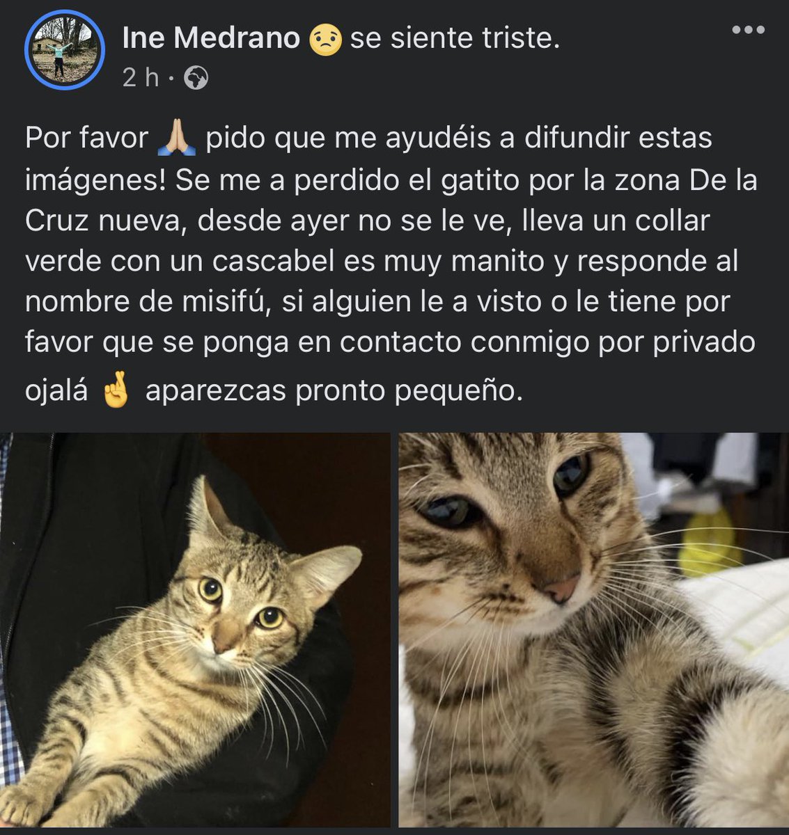 _JoseGM96's tweet photo. Lleva perdido mi gato 24h y hemos esperado hasta ahora por si volvía, pero no lo hace. Por favor podéis difundir a ver sí alguien del pueblo lo ha visto? https://t.co/tTxkMlxUjz