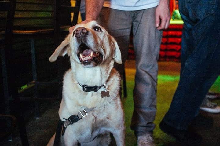 3LinksDeepEllum's tweet photo. We miss ya, old buddy. Handsome Club founding member, Colonel Angus. 🐾 
---
📷: @kx0101 #colonelangus #angusbeggs #dogsofdeepellum #DogsofTwittter #ThreeLinks #threelinksdeepellum #deepellum #weneversleep https://t.co/Tvuvt3X0v7