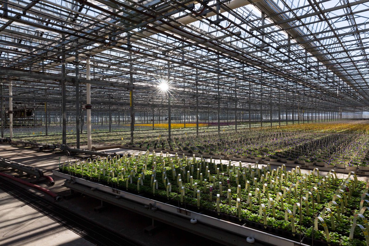 We are busy getting ready for Spring and it is great to see the greenhouses filling up with beautiful plants! These bays will be full of color before you know it. #aroundthegreenhouse #metrolinagreenhouses #plantlife