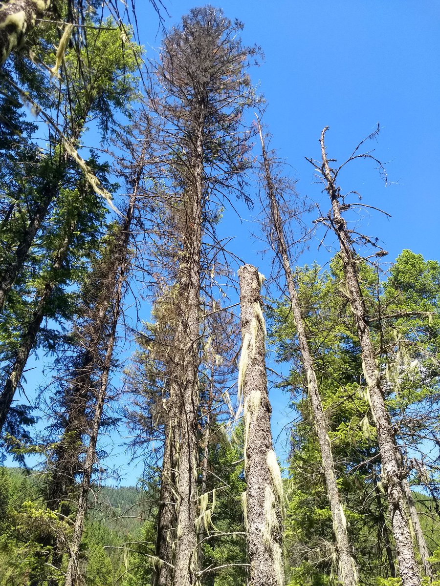 Past year = new job, new state, and new responsibilities. I enjoy what I do, but really miss teaching. I recently served as an instructor in a #ContinuingEd program, and was told "the plant disease section was FASCINATING!" #PlantDisease and #AltAc teaching for the win!