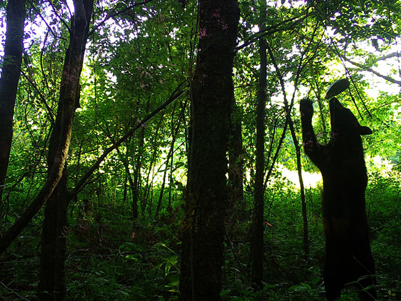 amymacbiologist's tweet photo. passing along #bear #job
#BlackBear #NoninvasiveSampling field tech
#Mississippi (USA)
May-August 2021
#cameratraps #hairsnares #genetics #DNA #spaceuse
+vegetative, invertebrate, vertebrate sampling for stable #isotopes, performing habitat sampling.
https://t.co/jH8pqFlLiE https://t.co/hqbKop2yc4