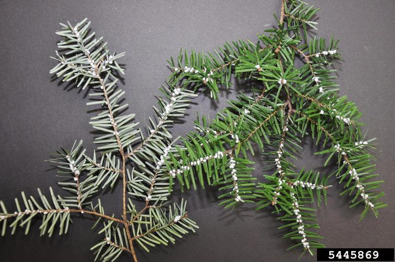 Hemlock Wooly Adelgid (#HWA) infected #Hemlock needles appear greyish rather than a dark or glossy green. #firstdetection bit.ly/HemlockWoolyAd…