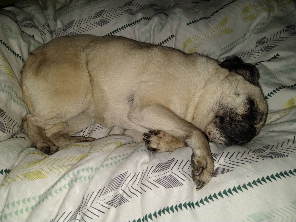 PresidentBiffo1's tweet photo. Sorry there has been a lapse in our posts. Unfortunately yesterday at 9:05am we lost the love of our house and head of the household, Maggie Mae. It came as a shock and we were not expecting this. Please be patien😭t as we navigate this rough time https://t.co/QgVeq3UlBT