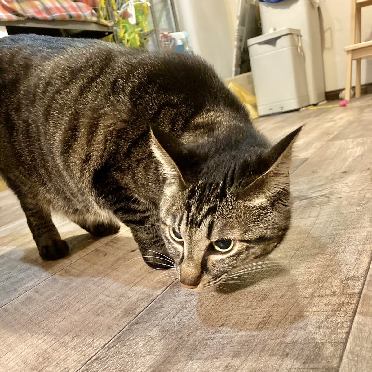 みんなの 日高屋 口コミ 評判 64ページ目 食べたいランチ 夜ごはんがきっと見つかる ナウティスイーツ