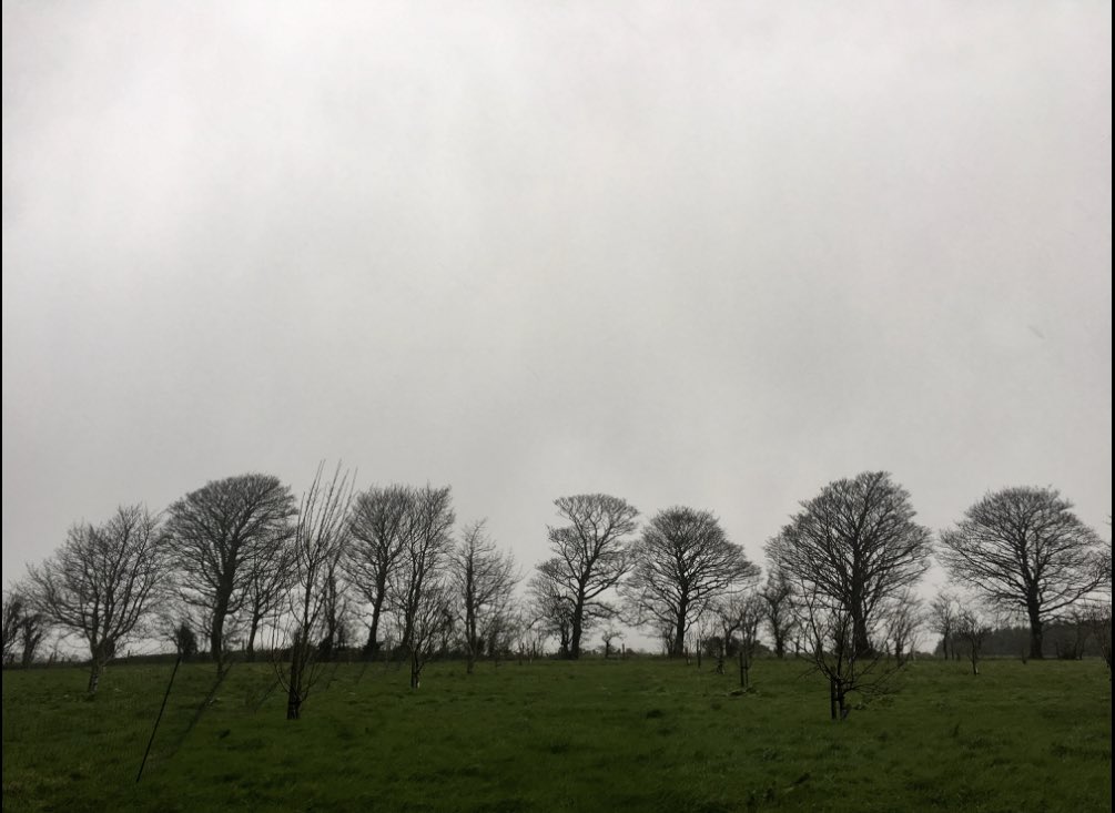 IdahoNua's tweet photo. Day 34 of #Lockdown3 and here is today’s #LockdownTree
Sycamore and young apple trees..
#StayHome and keep smiling https://t.co/OFEoskVrID