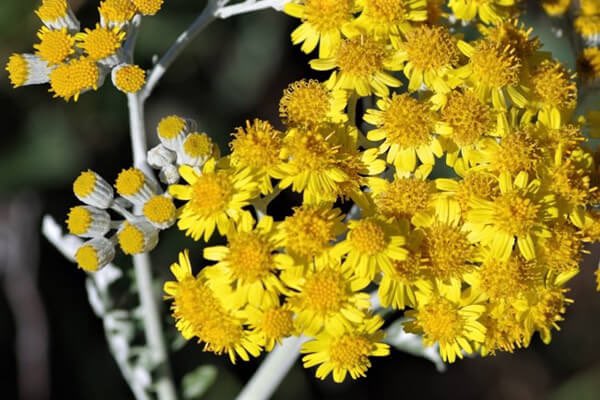 Katy1953 新しい生活へ踏み出した 花カレンダー1 27 シロタエギク 花言葉 あなたを支えます 初夏に黄色の花 が咲きますが 花よりもその美しい葉を観賞する植物で 花壇の縁取りや寄せ植えのアクセントとしておなじみです Katy1953 新しい生活へ踏み出した 花カレンダー1 27 シロタエギク 花言葉 あなたを支えます 初夏に黄色の花 が咲きますが 花よりもその美しい葉を観賞する植物で 花壇の縁取りや寄せ植えのアクセントとしておなじみです