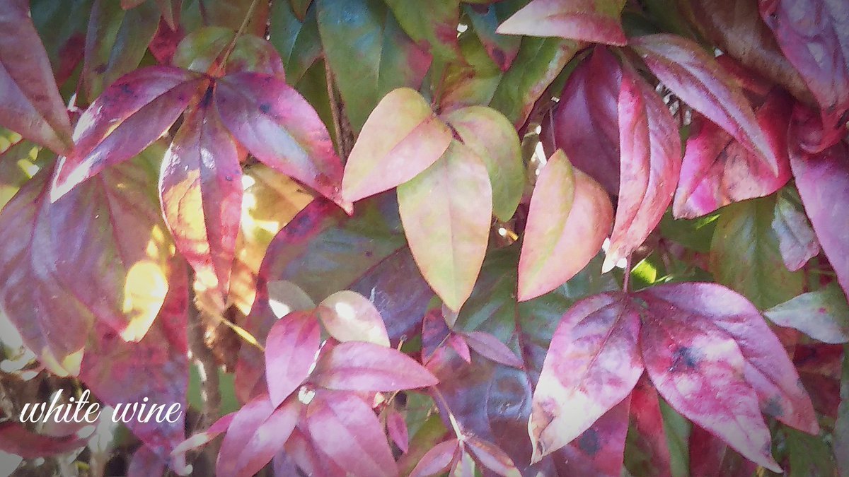 アルテルナンテラ