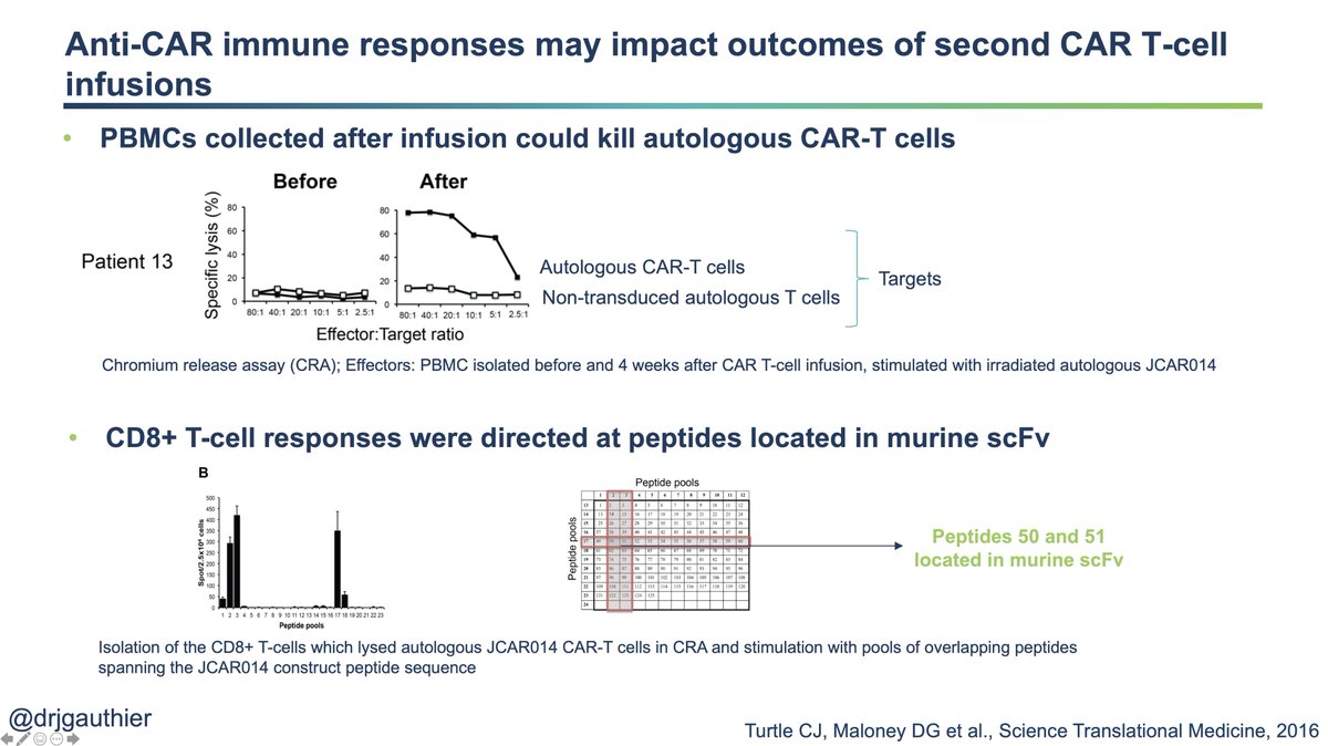 Supporting this hypothesis, we detected CD8+ anti-CAR immune responses after CART2 primarily in patients not exposed to CyFlu prior to CART1 (88% of patients tested). In most patients, these CD8+ responses were mapped to aminoacid sequences in the murine scFv of the CAR. 17/24