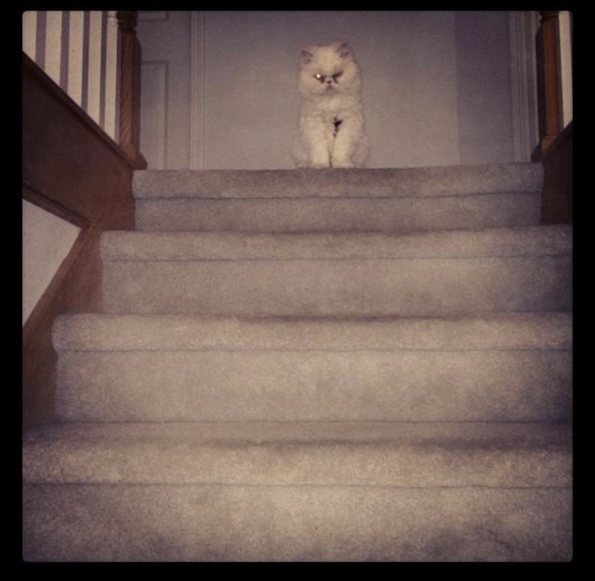 Everyone in the house was intimidated and a little bit afraid of her. People thought I was crazy for adopting her and I couldn’t disagree.