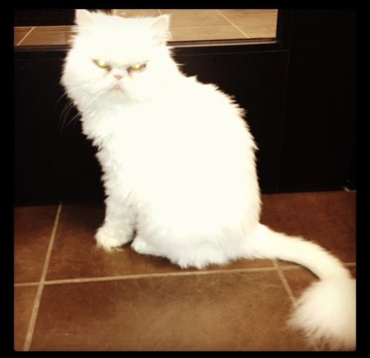 This was the day I met Stella, then named Missy at the ARL. She was 10 years old & had been there for 6 months- after being adopted & returned for being ‘difficult’I’d gone to 4 shelters looking for a dog. I didn’t want a cat. Nobody wanted her because she was mean & smelled bad