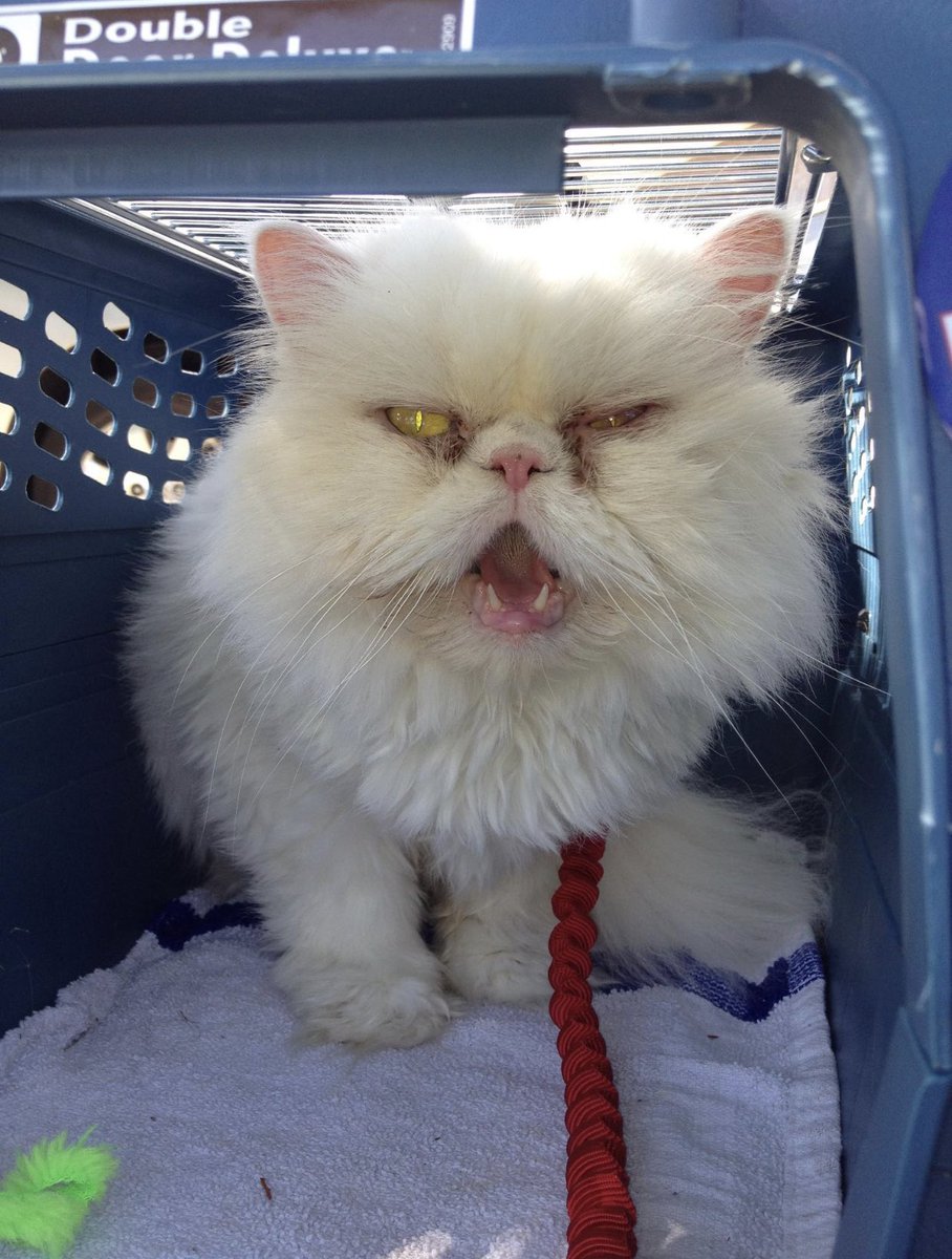 I was told I could have her for $10, they were desperate to get her out before she ‘ran out of time.’I didn’t want a cat, but I didn’t know how I could live with myself knowing that her life was reduced to $10. So I adopted her & took her home. She growled at me. She was scary