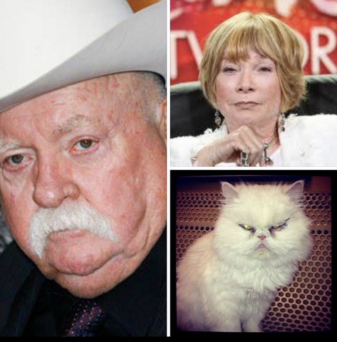 I mean, if Wilford Brimley and Shirley MacLaine had a cat love child, it would be Stella
