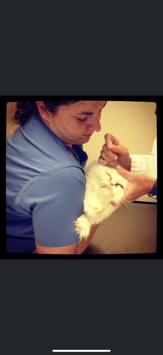 In addition to being mean and smelly, she had skin tumors & chronic eye infections that I had to take her in to the vet to get treatment for.It was just another reason for her to hate me