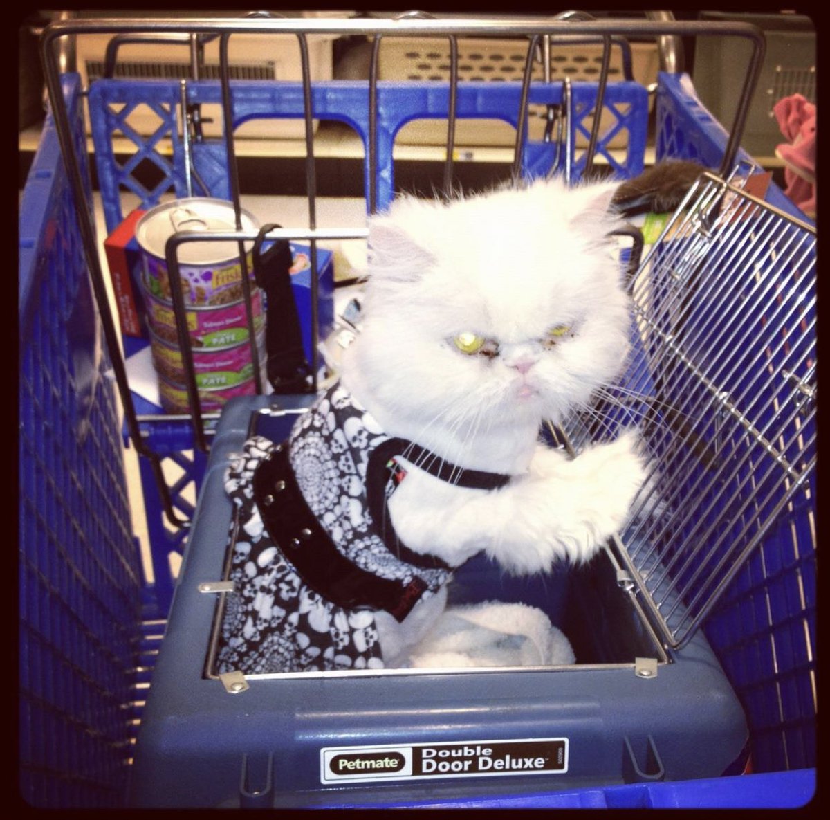 Stella was a fan of Brett Michaels clothing line for pets and I swear she made me take her clothes shopping all the time