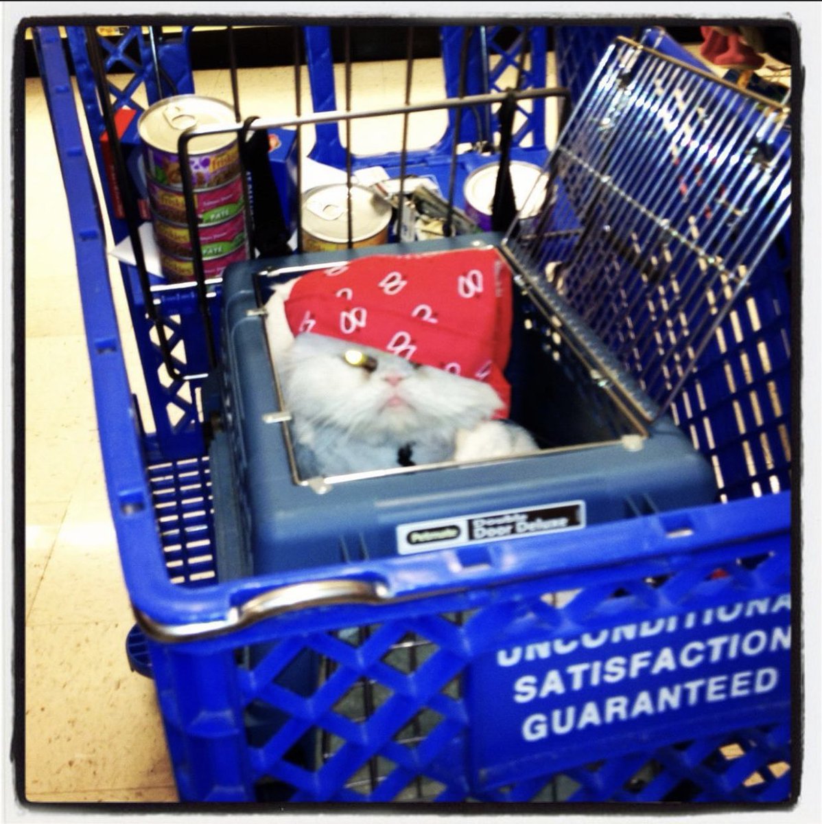 Stella was a fan of Brett Michaels clothing line for pets and I swear she made me take her clothes shopping all the time