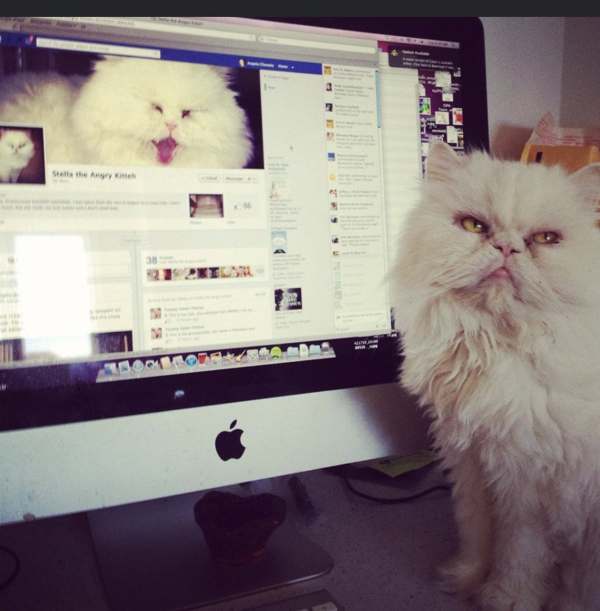 Friends enjoyed seeing pictures that I would post of her, so I started a FB page, ‘Stella the Angry Kitteh’She was embarrassed by the attention. I forgot the password anyway