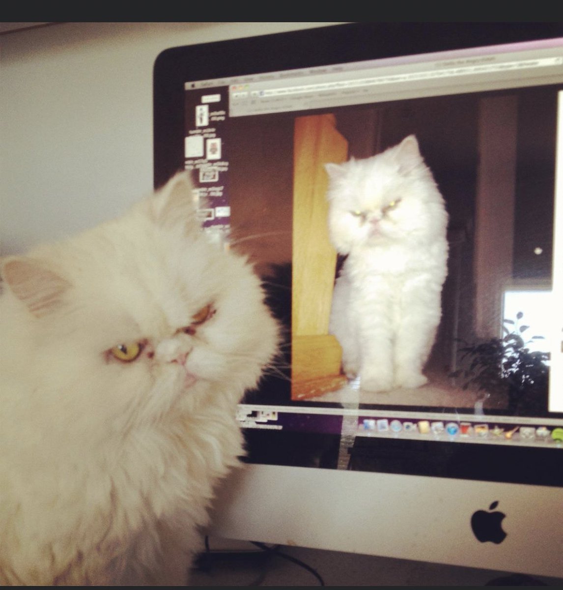 Friends enjoyed seeing pictures that I would post of her, so I started a FB page, ‘Stella the Angry Kitteh’She was embarrassed by the attention. I forgot the password anyway