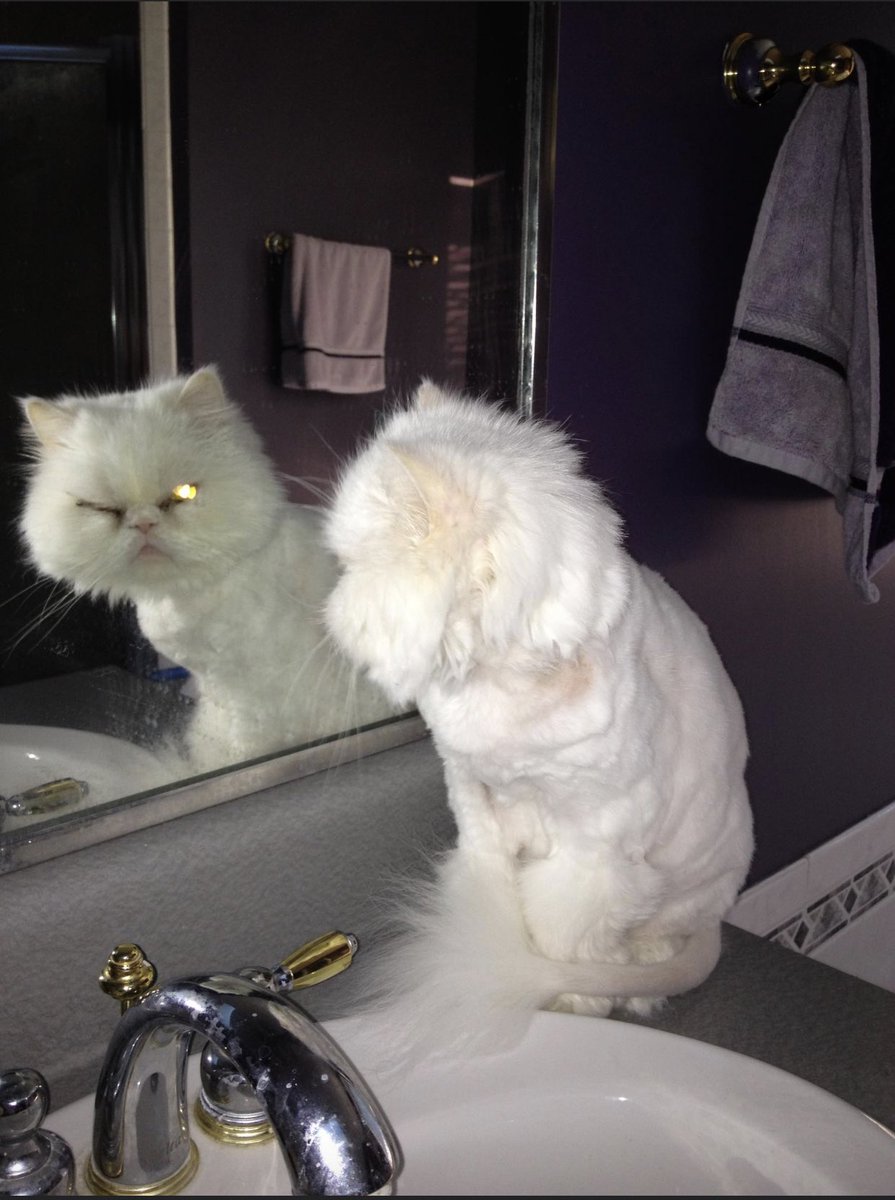 She had impressive grooming habits and good self confidence for a cat that had been rejected time and again for being ‘smelly, mean and ugly’