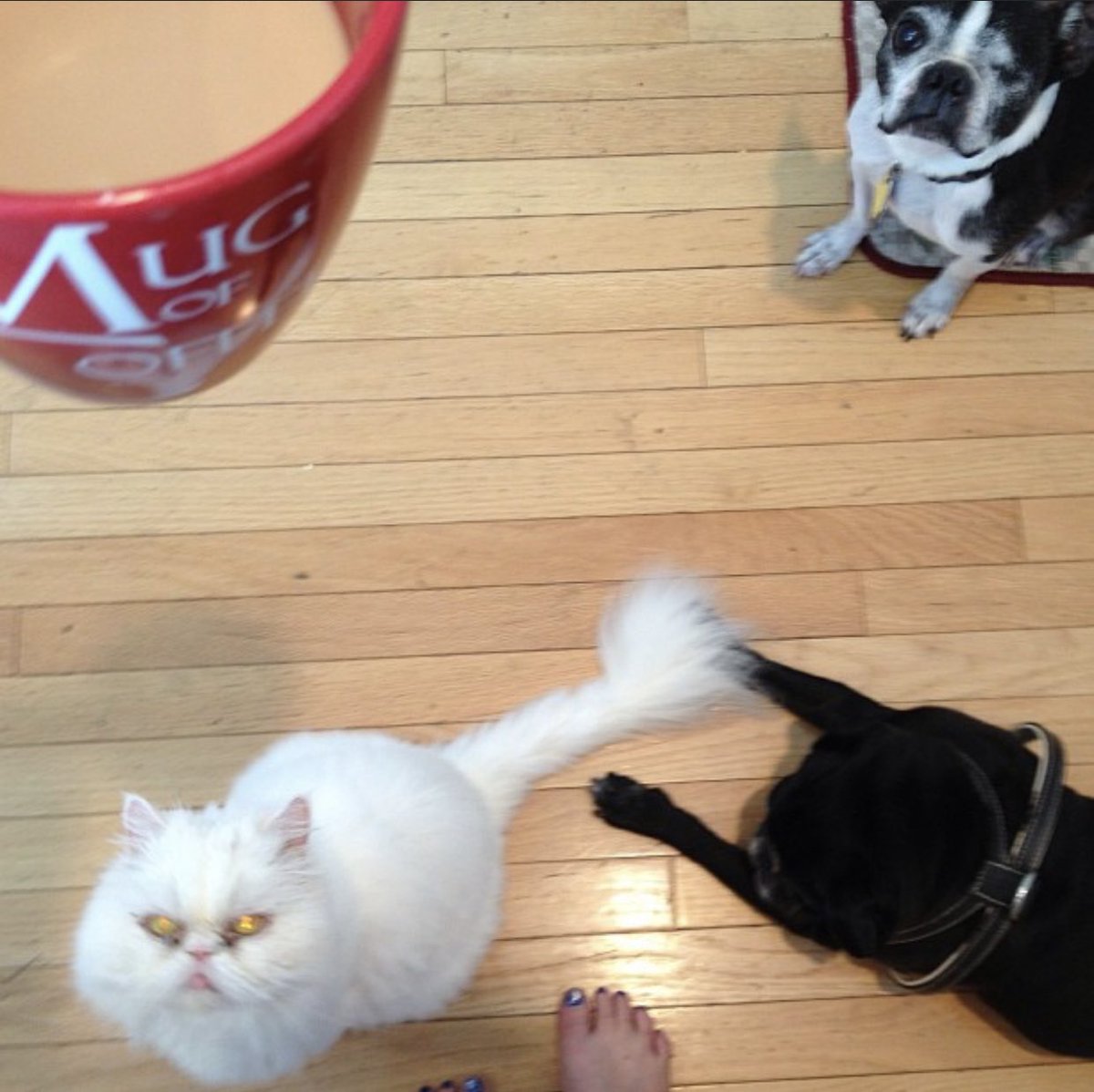 When I started adopting and fostering senior & disabled dogs, Stella was pretty cool about it. I think she knew how important it was to give ‘less adoptable’ animals a chance for a new life and that other animals besides her should put up with my bullshit