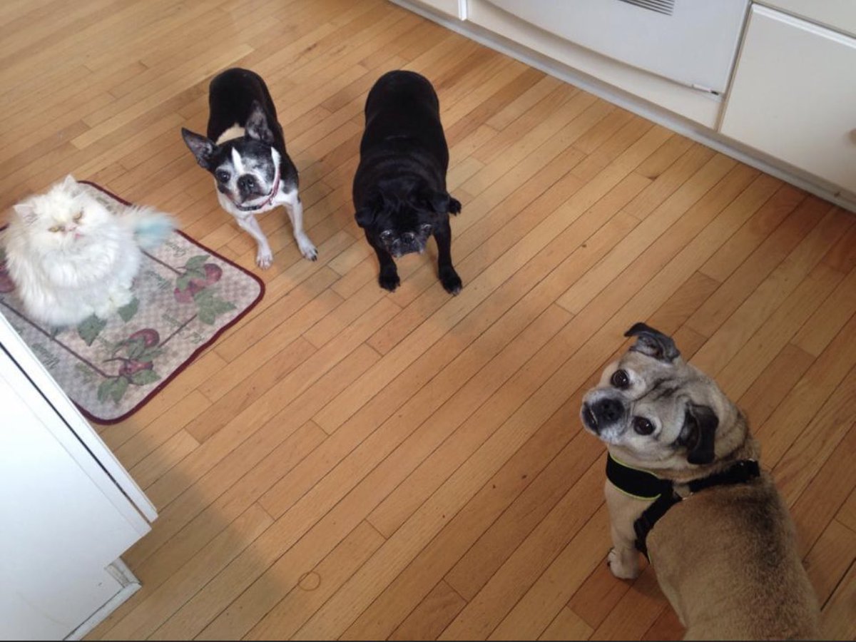 When I started adopting and fostering senior & disabled dogs, Stella was pretty cool about it. I think she knew how important it was to give ‘less adoptable’ animals a chance for a new life and that other animals besides her should put up with my bullshit