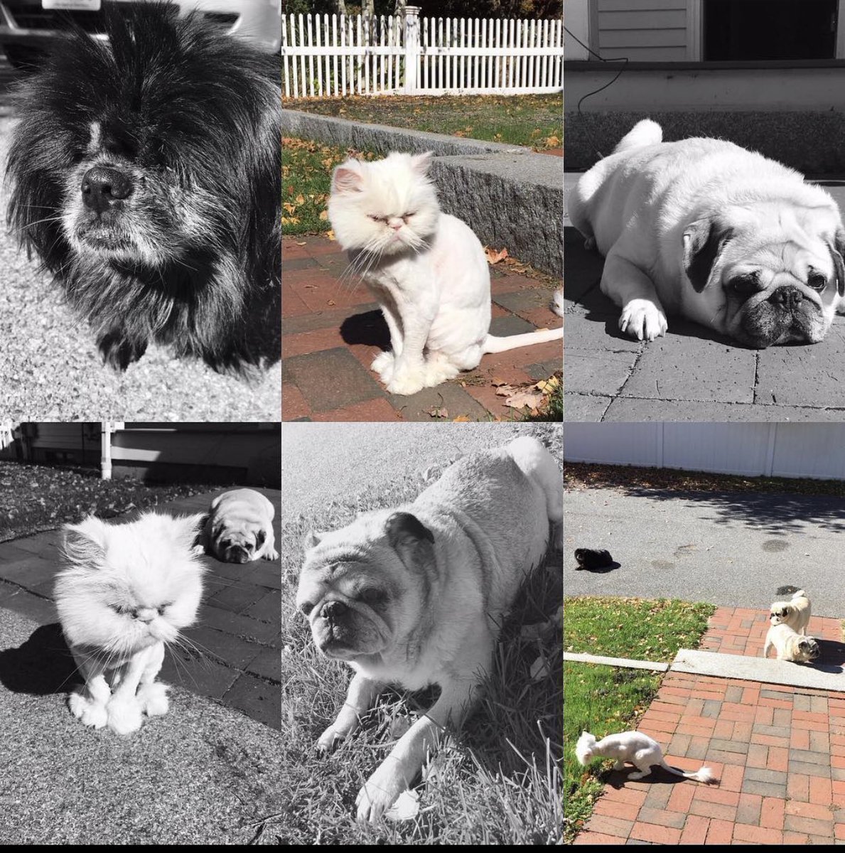 She could hold her own with any dog