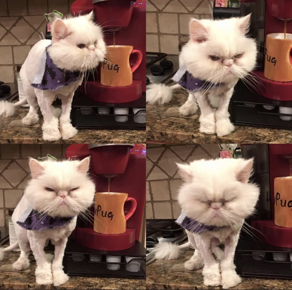 She loved the smell of coffee in the morning and was pretty impatient if I slept in and didn’t make it on ‘her time’