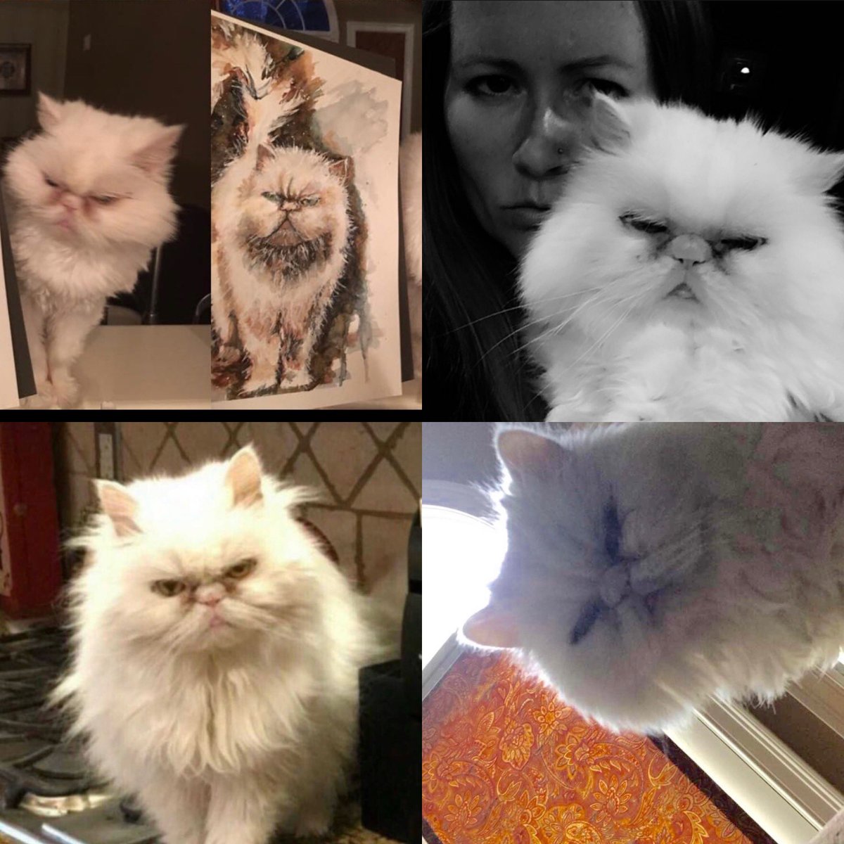 If you could live off of spite and grumpiness, she would have lived forever.Goodbye Stella. You were the best $10 I ever spent, and worth so much more.Stella Mae ‘the Angry Kitteh’2002-2021