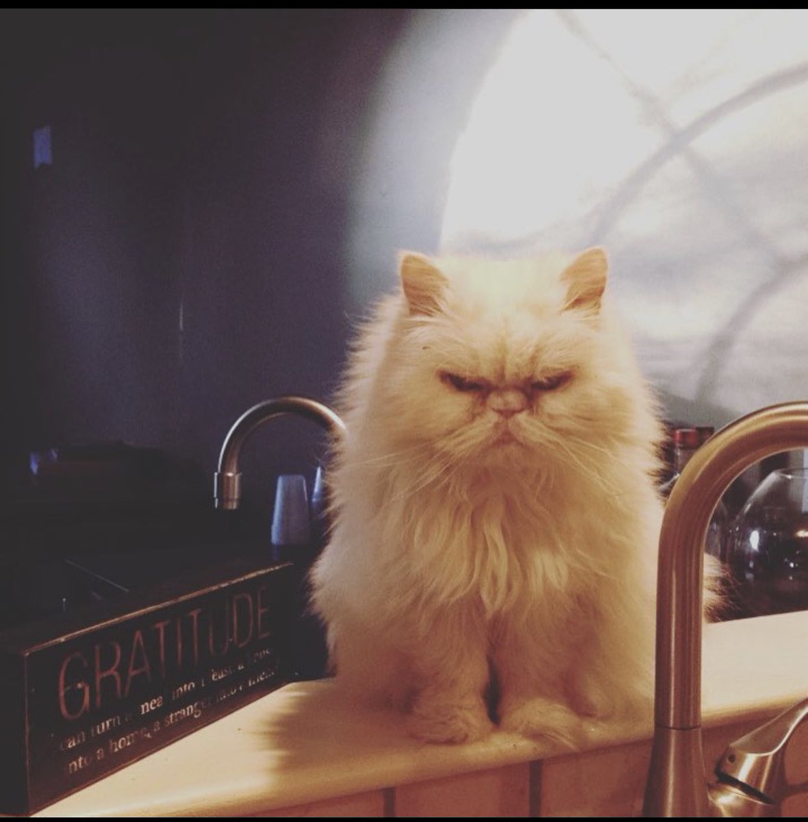 If you could live off of spite and grumpiness, she would have lived forever.Goodbye Stella. You were the best $10 I ever spent, and worth so much more.Stella Mae ‘the Angry Kitteh’2002-2021