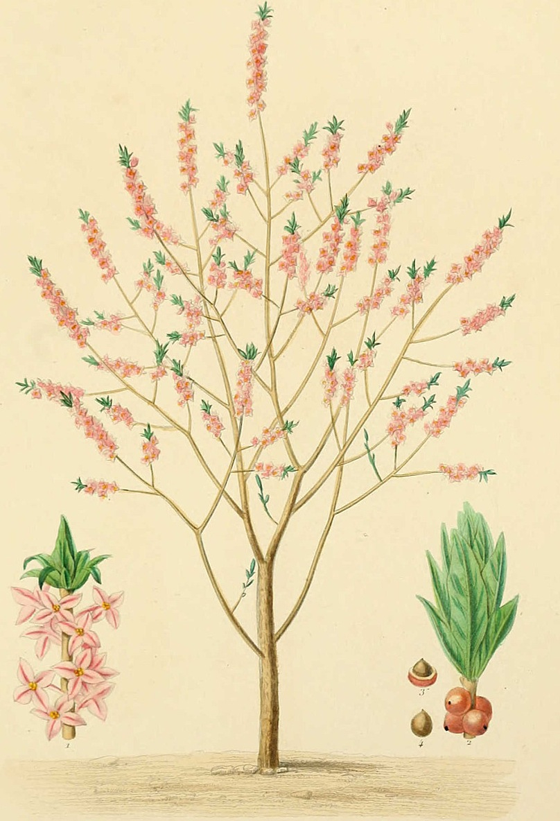 Today is octidi 8 Pluviôse in the year of the Republic CCXXIX, celebrating mezereon.