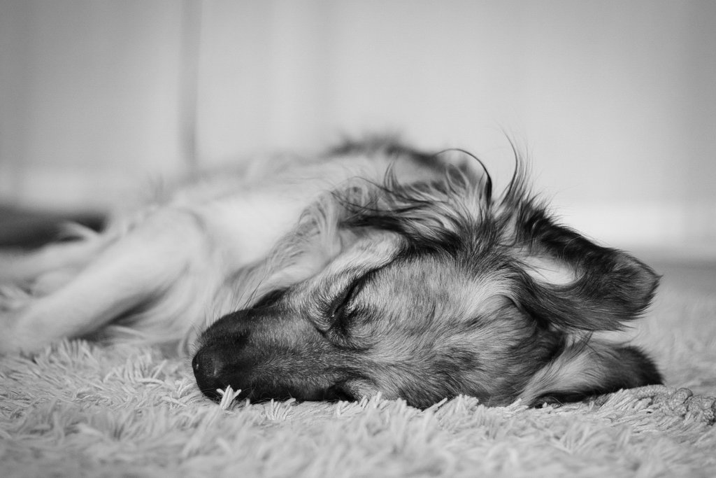 PlanktonDog's tweet photo. Take proper rest. Especially when you have been doing  something exhausting like running in the snow. We dogs don't "burn out" because most of us know how to rest ... me as a herding dog, I had to learn it ... but now I  LOVE IT. Nothing beats a good nap ... ;-) #plankton https://t.co/o5c0VF46za