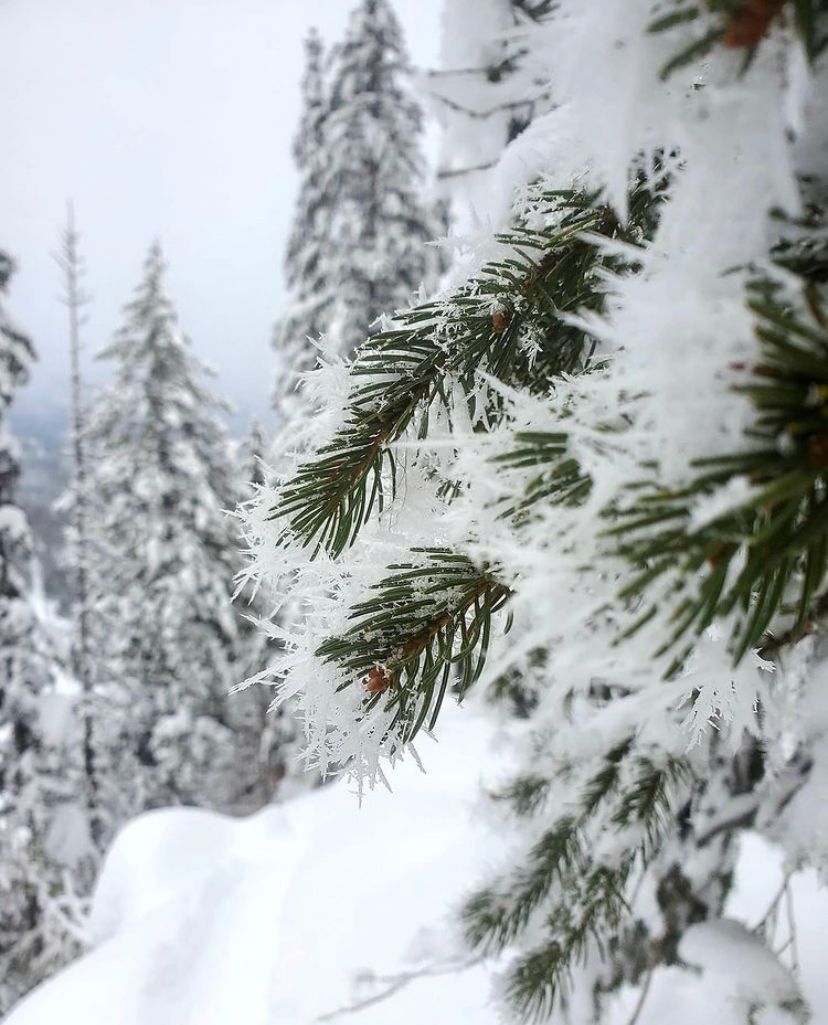 redresort's tweet photo. As the #snow rolls in, be sure to keep an eye on our IG Stories! In addition to our daily snow report webpage, we'll also be sharing up-to-date information on conditions and avalanche control around the mountain through our Stories. #REmountain #REDresort

📸 @tutus_n_powder https://t.co/X6OXTbiUkC