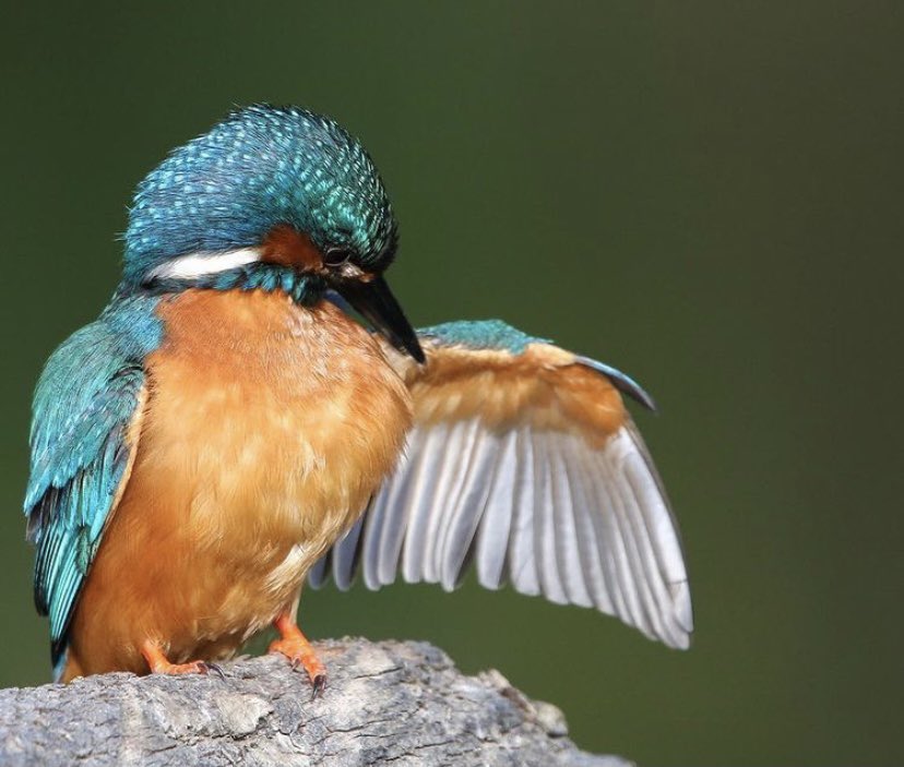 Some very photographic Kingfishers #merthyrmawr