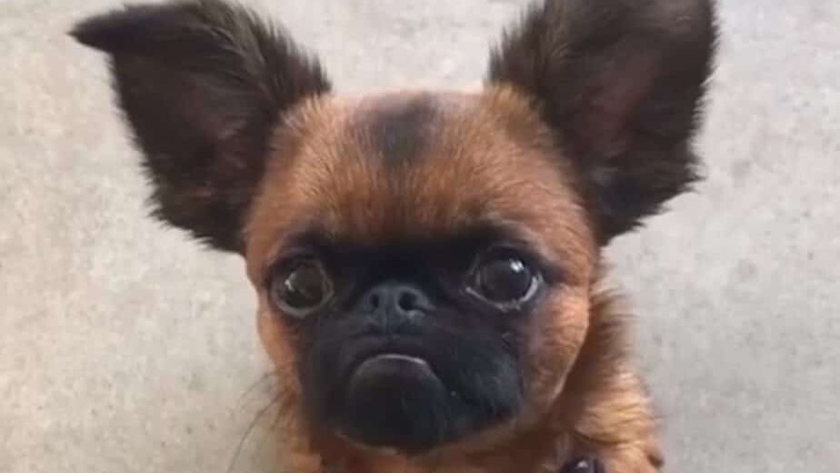 Okay #dogsoftwitter fans and animal lovers what do you think? Hideous creature or cutest thing ever? Comment below. I thought it was #adorable and was shocked by the opposition! If nothing else this picture will make you smile.