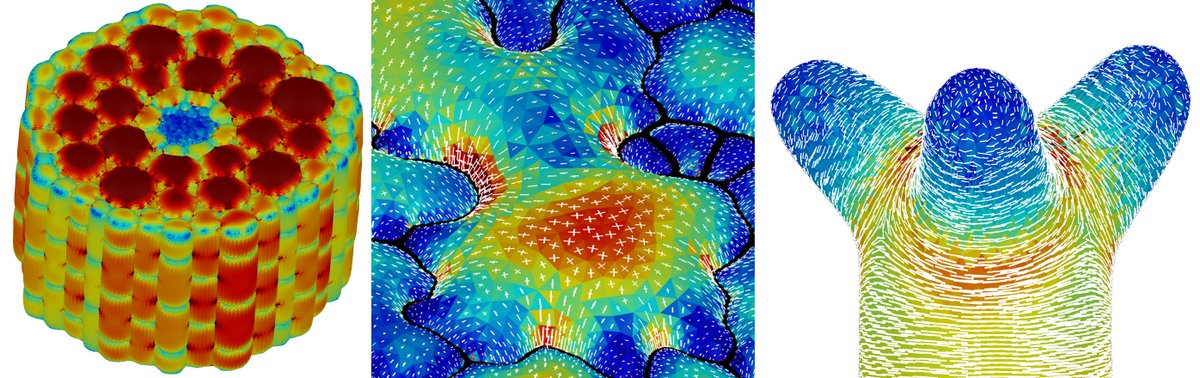 Please RT: I'm looking for a PhD candidate who loves physics &amp; biology and enjoys playing with computers. Topic: how plant cells make their shape?

routierlab.com/2021/01/26/phd…