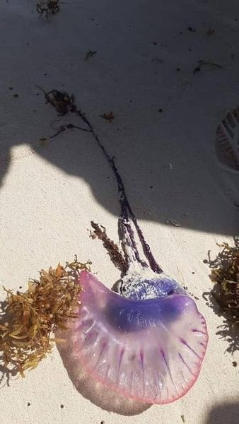 iYoFui's tweet photo. Se les hace el atento aviso a los bañistas que visiten nuestras playas, a tener precaución ya que se han avistado varios ejemplares de agua mala. #QuintanaRoo https://t.co/PmltDEryxp